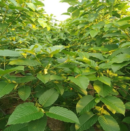 ผลิตภัณฑ์ 6